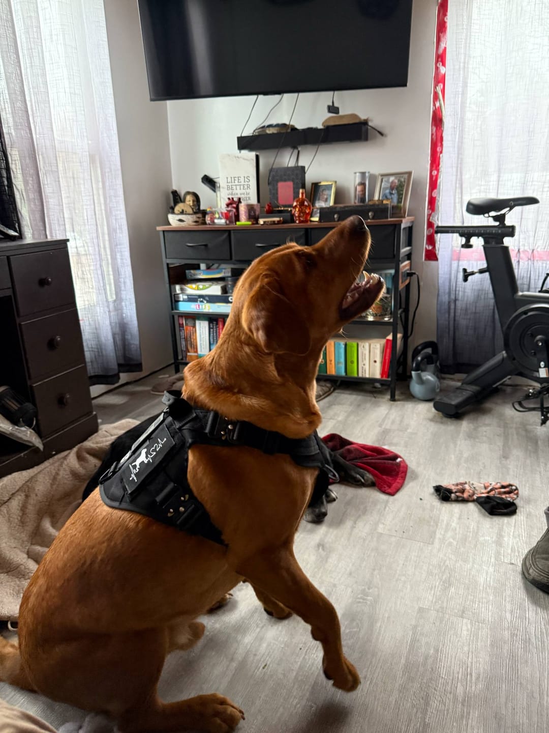 Customer photo review of HNTR 3.0 Dog Harness - Blackout