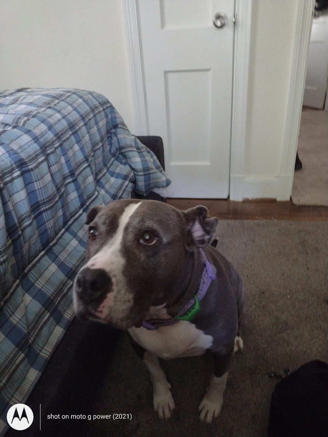 Customer photo review of FurLife™ - Flea & Tick Spray for Dogs and Cats