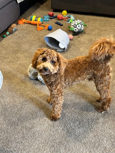 Customer photo review of PaWz GroomMate Pet Grooming Kit
