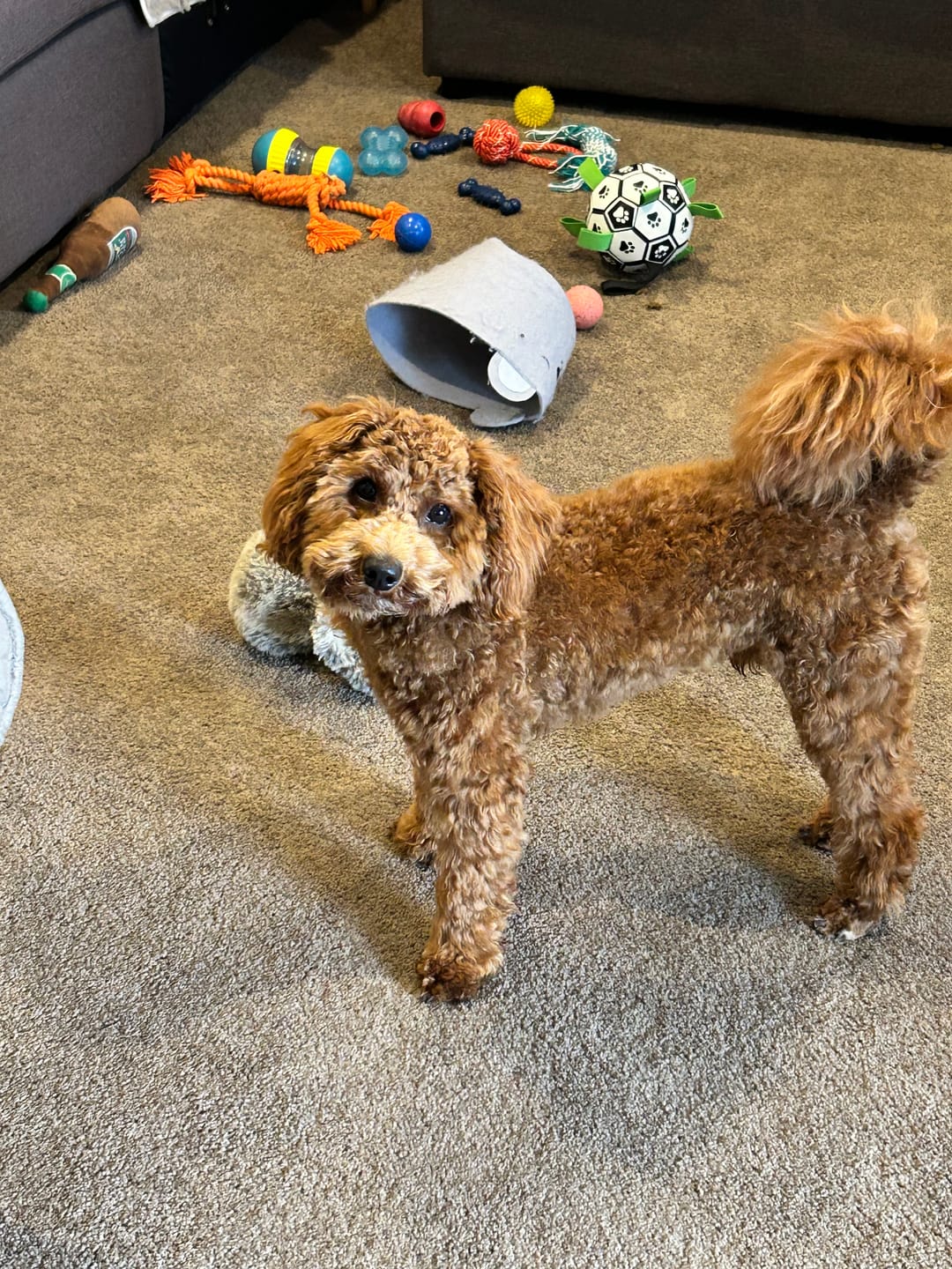 Customer photo review of PaWz GroomMate Pet Grooming Kit