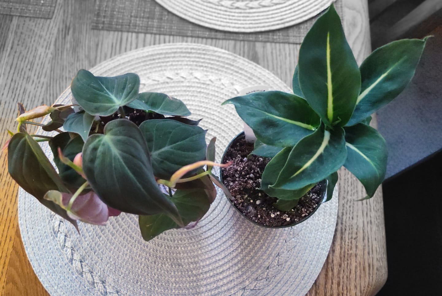 Customer photo review of Philodendron hederaceum 'Micans'