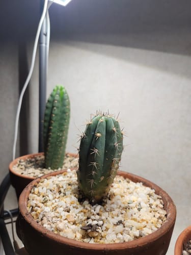Customer photo review of Trichocereus Peruvianus | Peruvian Torch Cactus