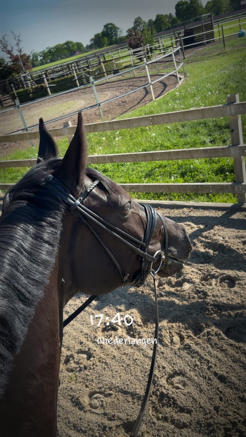 Customer photo review of MUSTAX Muskel+