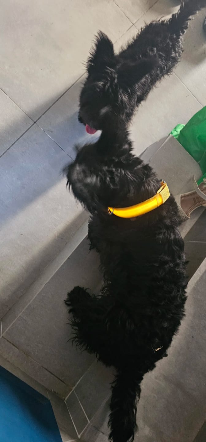 Customer photo review of LED Glowing Dog Collar Adjustable Flashing Rechargea Luminous Collar Night Anti-Lost Dog Light HarnessFor Small Dog Pet Products