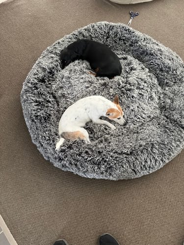 Customer photo review of PaWz Removable Cover Calming Pet Bed