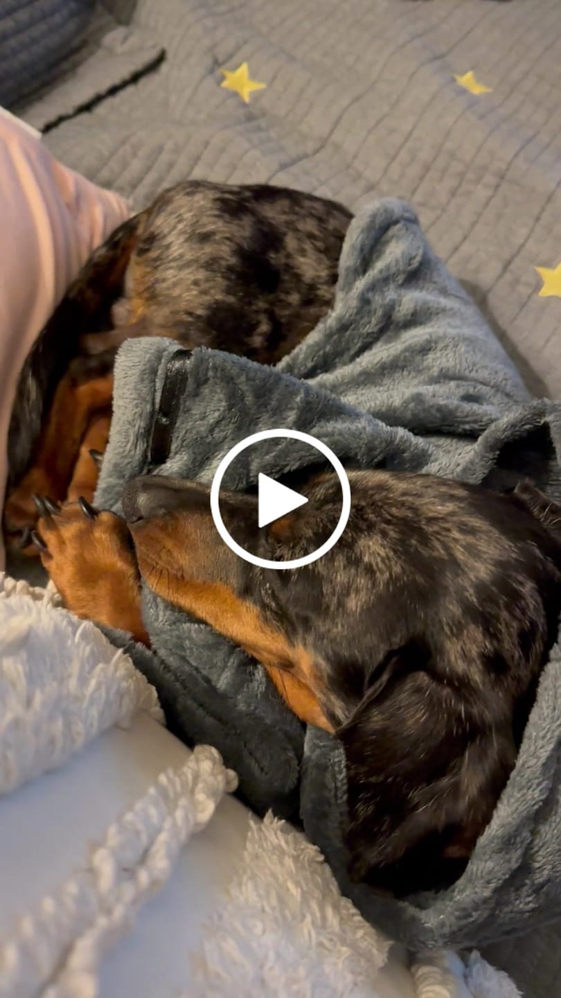 Customer video review of Dog Bathrobe