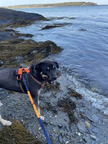 Customer photo review of Biothane Traffic Handle Dog Leash