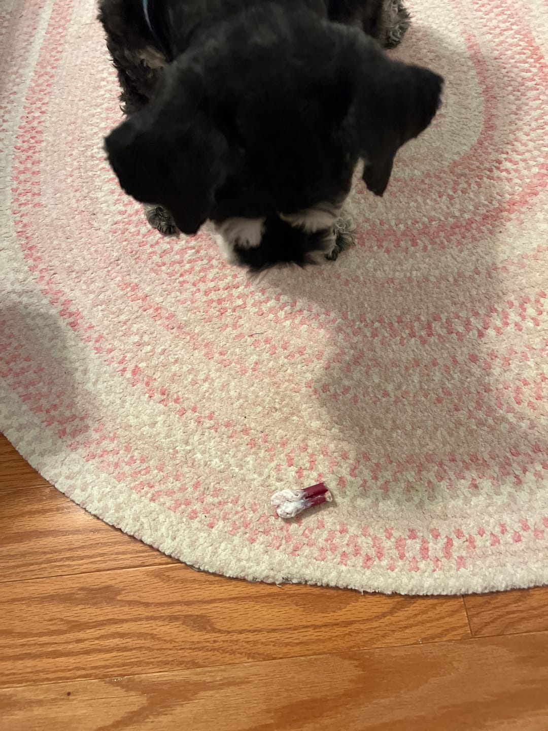 Customer photo review of 6 Inch Standard Bully Sticks