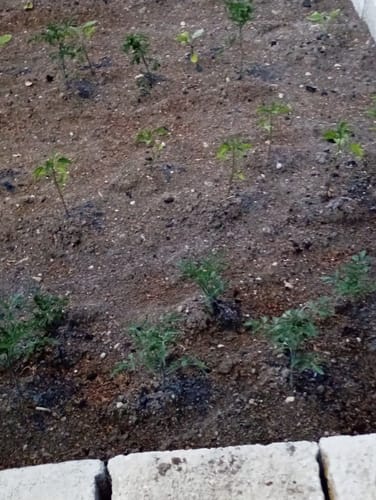 Customer photo review of FERTIBONO PROTECCION TOTAL Jabón Potásico y Aceite de Neem – Cuidado Natural 100% para Plantas | 1L | Fortalece, Limpia y Equilibra | Ideal para Huertos y Jardines Ecológicos