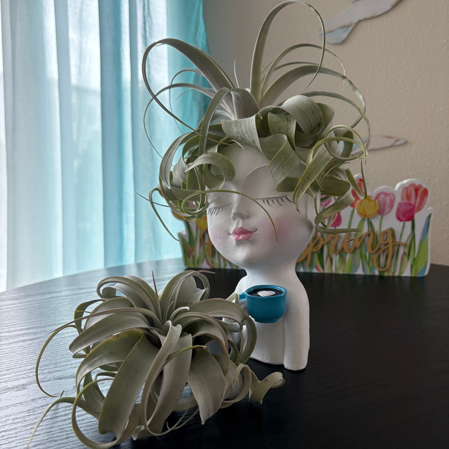 Customer photo review of Xerographica Thick Leaf Form  *Cannot Be Shipped Internationally*