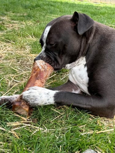 Customer photo review of Smoked Beef Marrow Bone