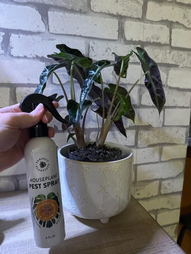 Customer photo review of Houseplant Pest Spray
