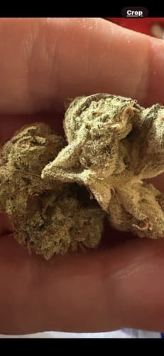 Customer photo review of Black Cherry Soda - Bulk - (Indica)