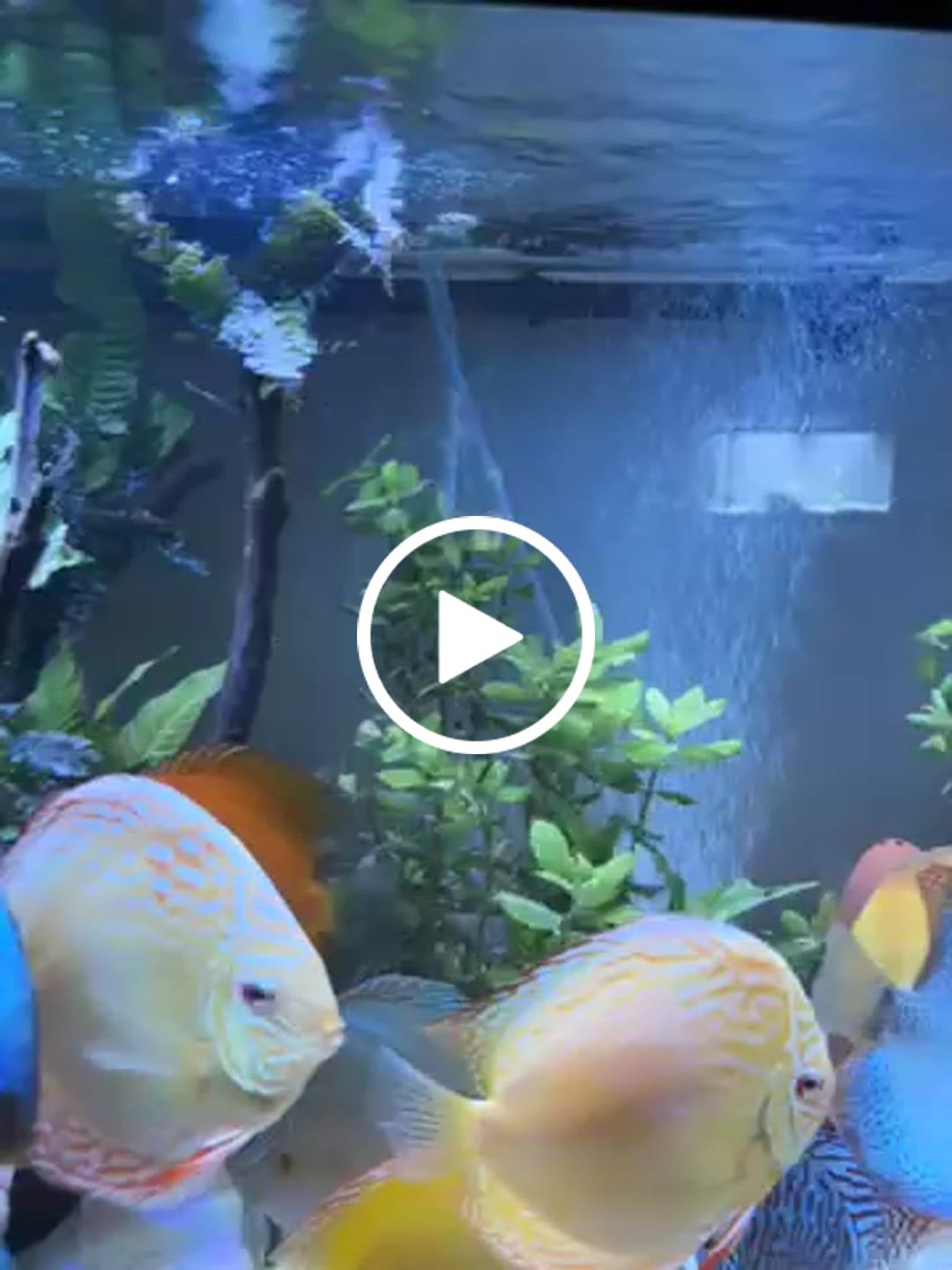 Customer video review of Water Wisteria (Hygrophila difformis)