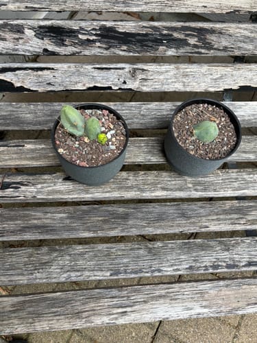 Customer photo review of Trichocereus Bridgesii Monstrose | Short Form | Type B | Penis Cactus