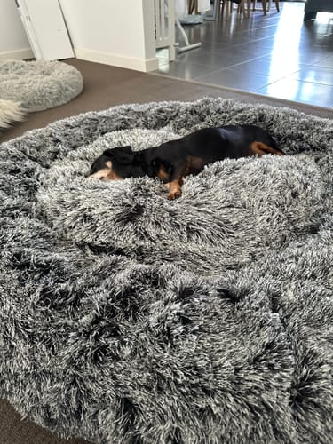 Customer photo review of PaWz Removable Cover Calming Pet Bed