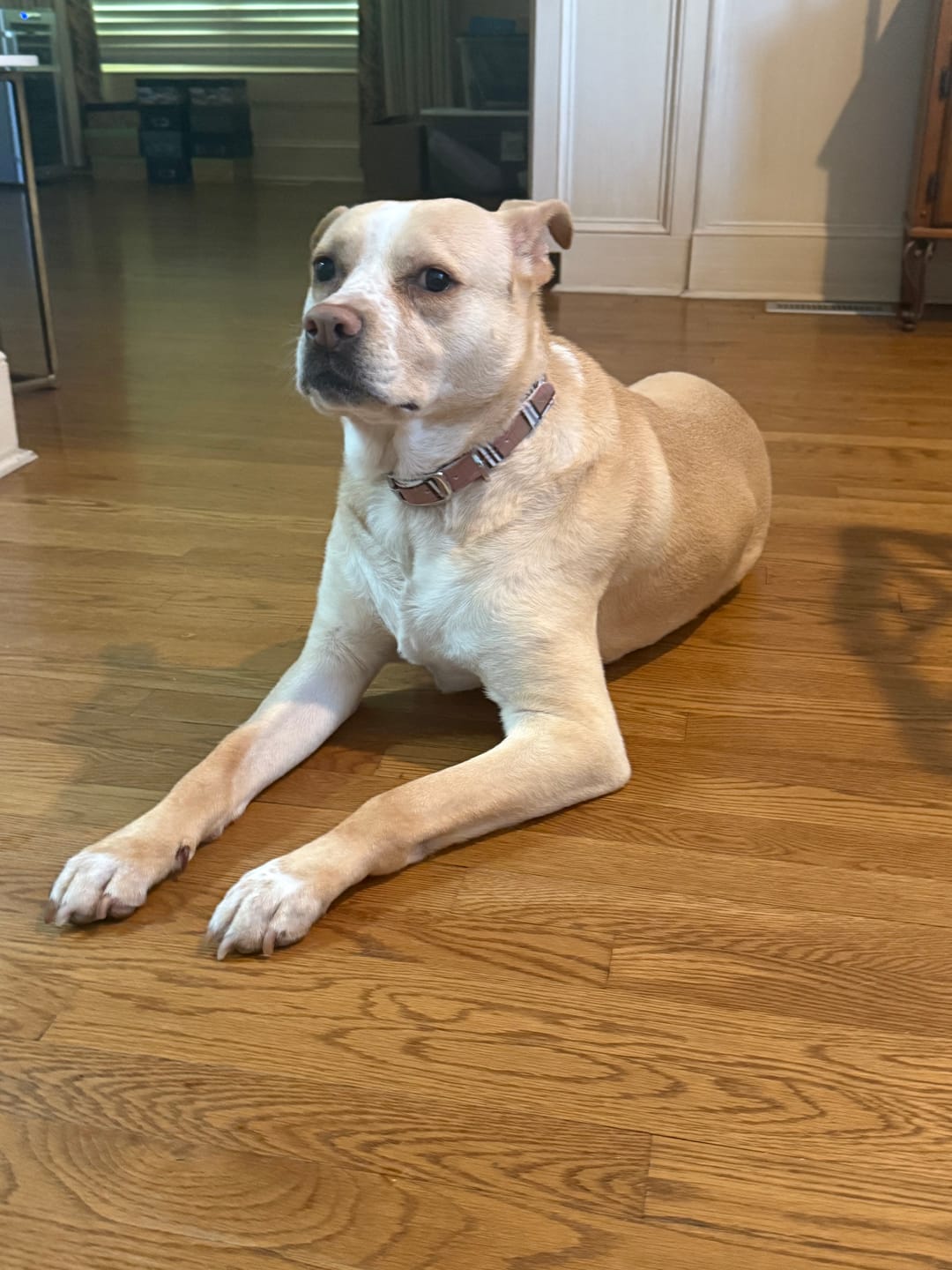 Customer photo review of Khaki Plaid Dog Collar