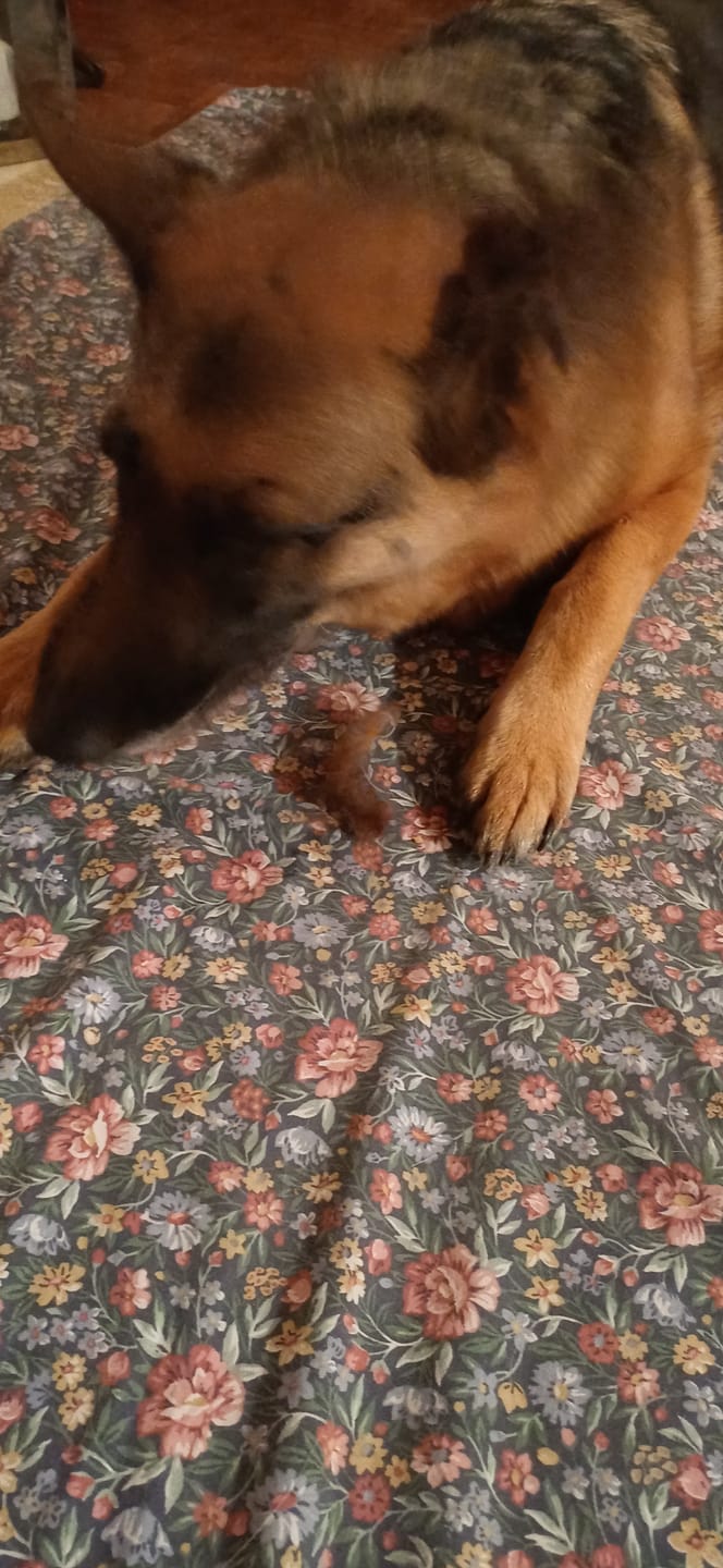 Customer photo review of Lamb Trachea (200g)