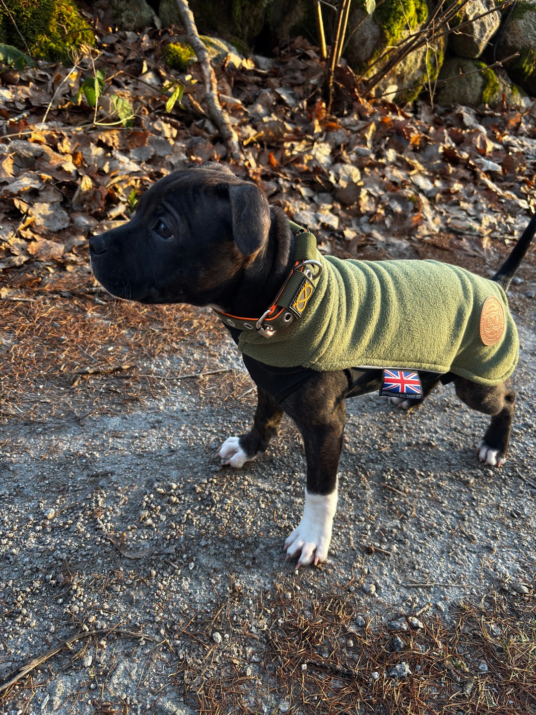 Customer photo review of Staffordshire Bull Terrier 1935® Puppy Collar & Leash Set - Stitch Edition - Green & Neon Orange