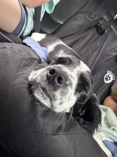 Customer photo review of Car Seat Cover