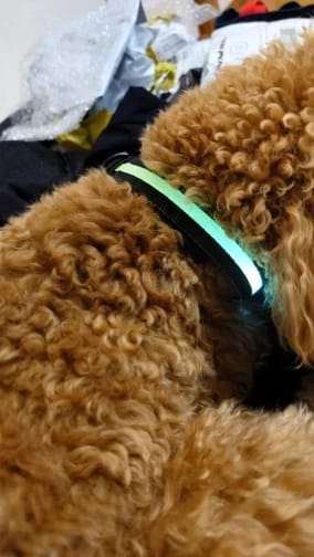 Customer photo review of LED Glowing Dog Collar Adjustable Flashing Rechargea Luminous Collar Night Anti-Lost Dog Light HarnessFor Small Dog Pet Products