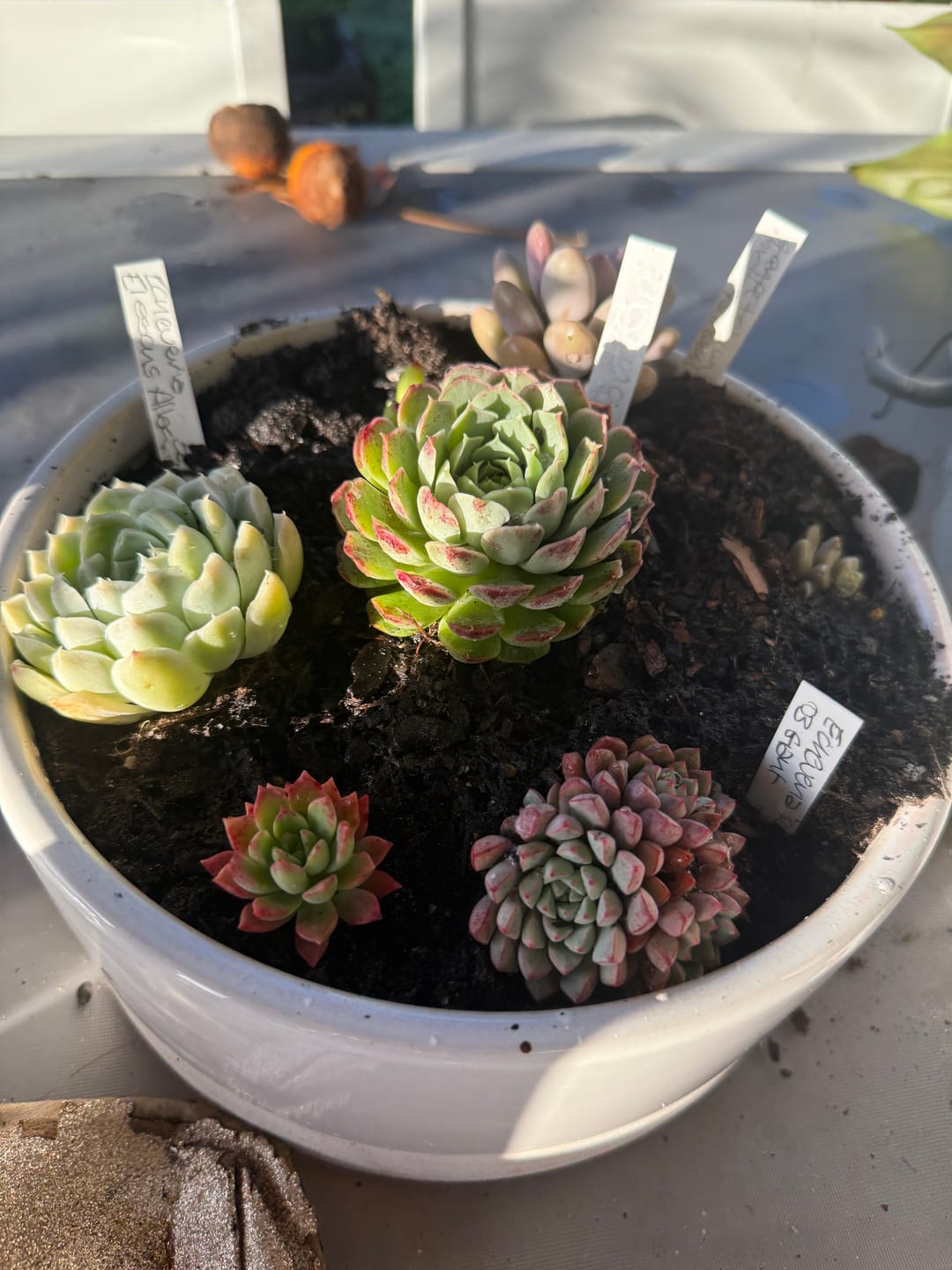 Customer photo review of Graptopetalum amethystinum - Lavender Pebbles