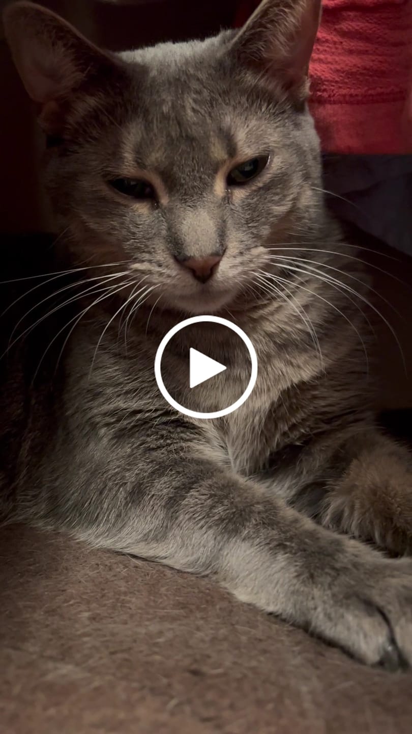 Customer video review of Neakasa Mineral Cat Litter 17.6lbs / 8kg