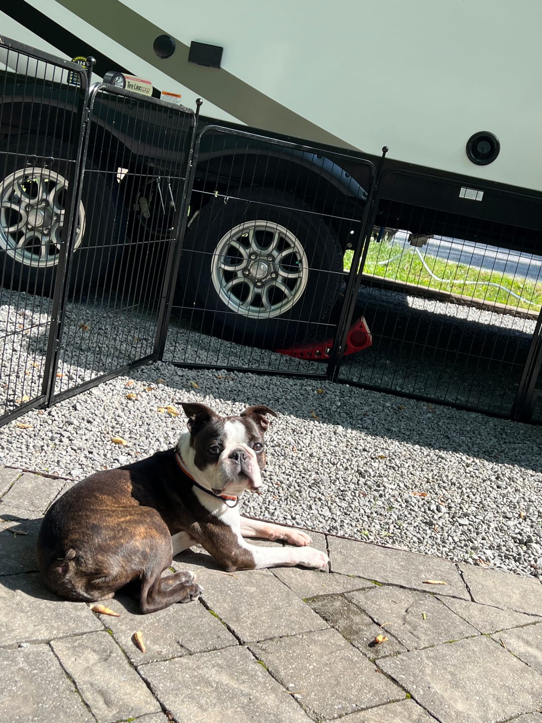 Customer photo review of RV Step Grid - Dog Barrier for RV Stairs