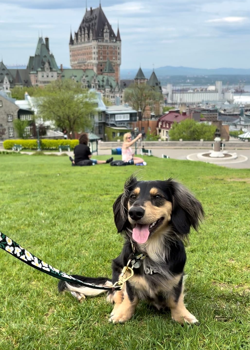 Customer photo review of Gentle Leash Bolt, Long (Big Fish)