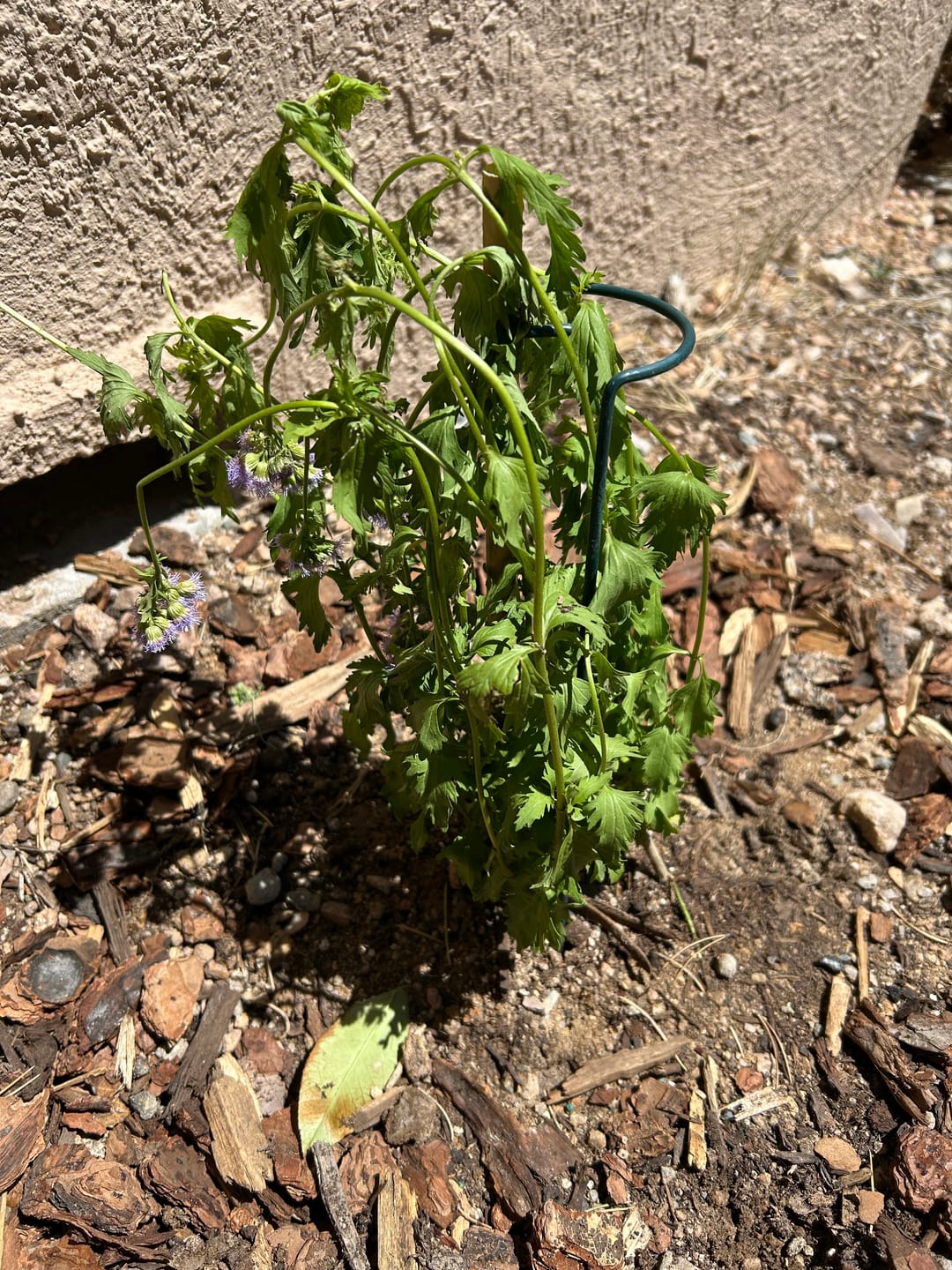 Customer photo review of Gregg's Mistflower