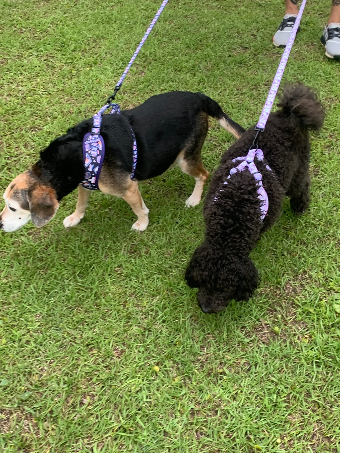Customer photo review of Dog Harness - Pawtune Teller