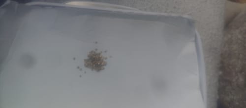 Customer photo review of Nugget Reserve 'MUSEUM SPECIMEN CHASE' - Gold Panning Paydirt Concentrate