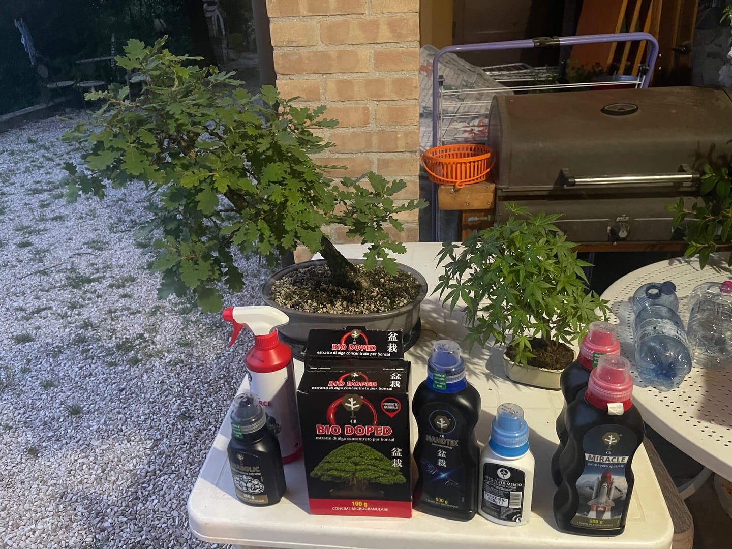 Customer photo review of NANOTEK CB® (DNA BONSAI 2.0)