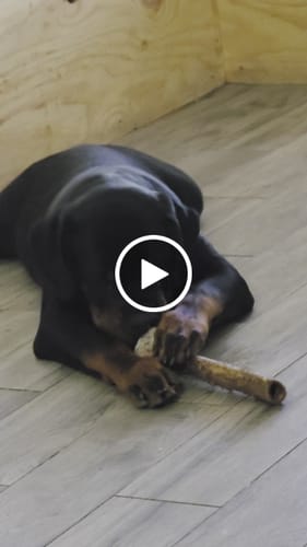 Customer video review of Medium Ostrich Cane (10" x 3"): The Long-Lasting, Flavor-Packed Chew for Medium & Large Dogs