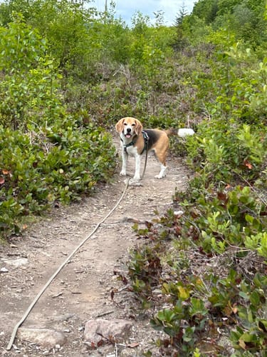 Customer photo review of Biothane Drag Line for Dogs