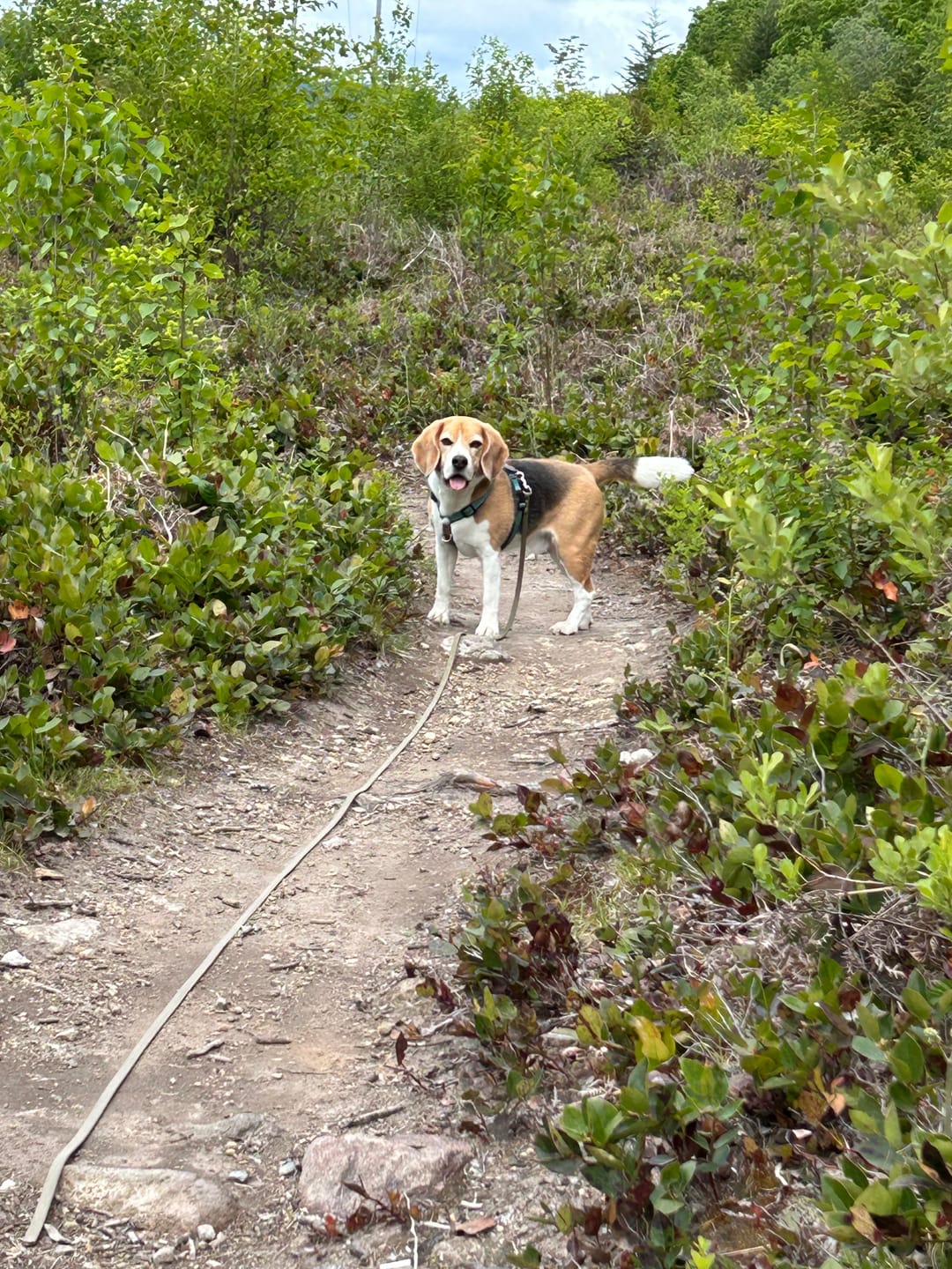 Customer photo review of Biothane Drag Line for Dogs