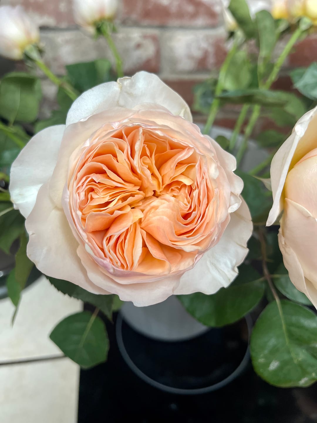 Customer photo review of Juliet™ David Austin® Rose Bouquet