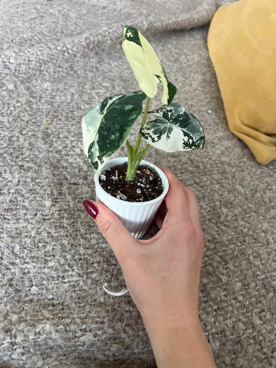 Customer photo review of ALOCASIA FRYDEK VARIEGATA