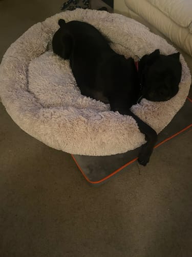 Customer photo review of Oatmeal Calming Donut Pet Bed