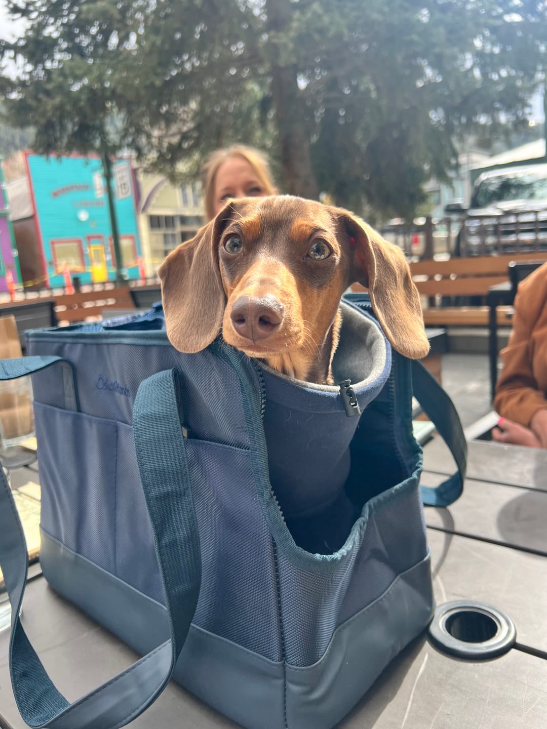 Customer photo review of Navy Blue Pet Tote Bag