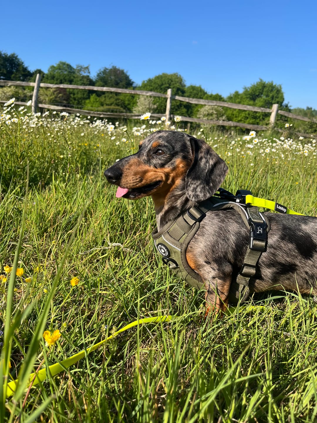 Customer photo review of Trail & Glow® Dog Harness - The Khaki One