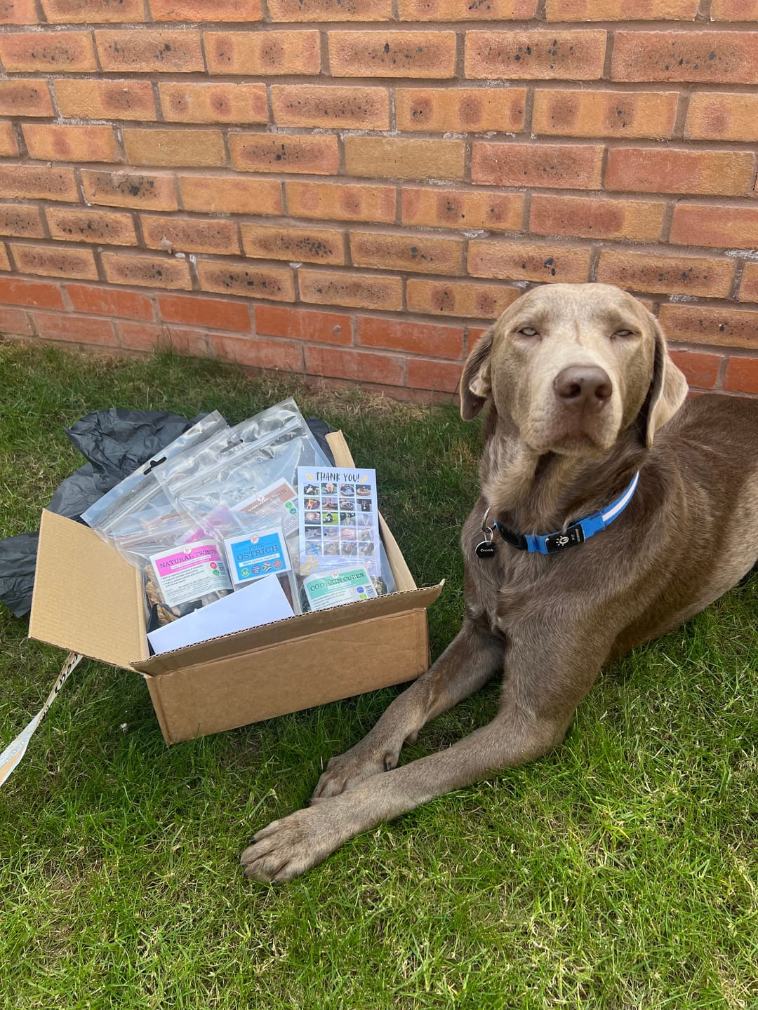 Customer photo review of JR Pet Products Premium Treat & Chew Bundle | Deluxe Monthly Variety Box for Dogs Who Deserve the Best