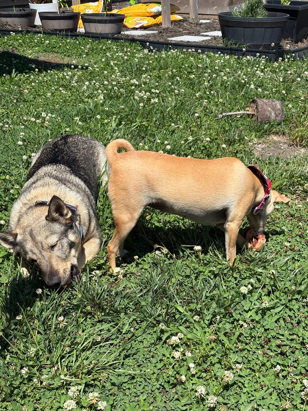 Customer photo review of Small Bully Stick Ring