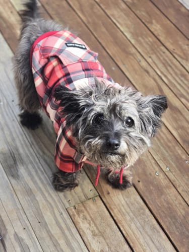 Customer photo review of Red Plaid Dog Hoodie