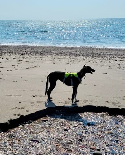 Customer photo review of Sighthound Escape Proof Harness