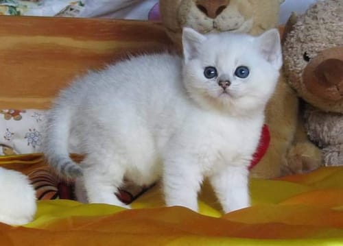 Customer photo review of Naturreines Katzenstreu