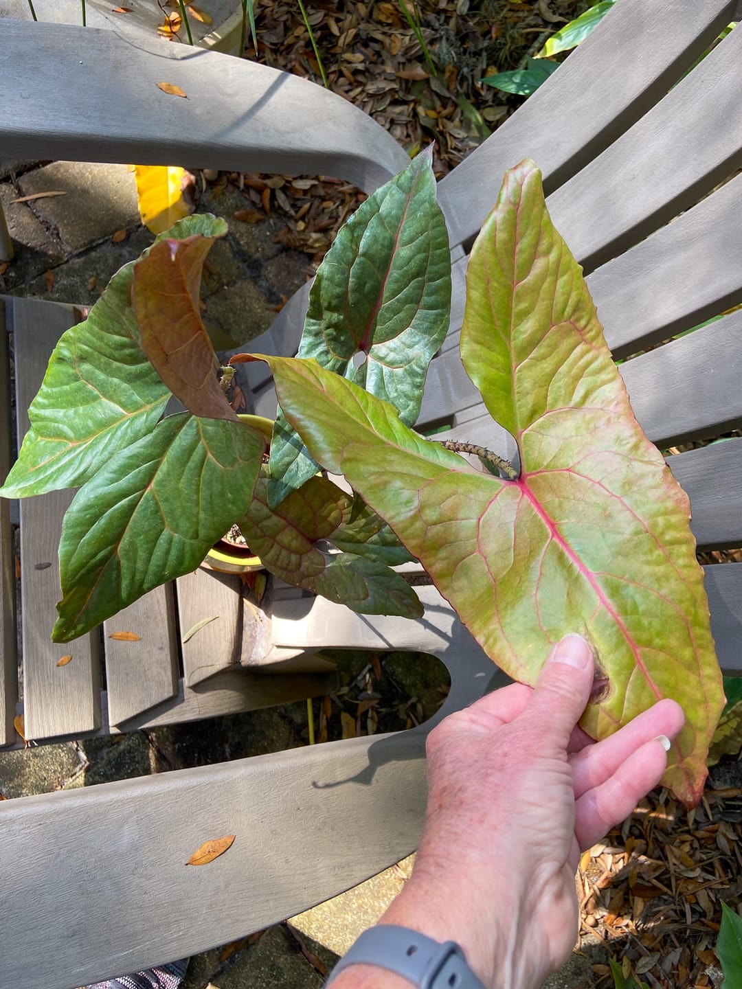 Customer photo review of Cyrtosperma johnstonii