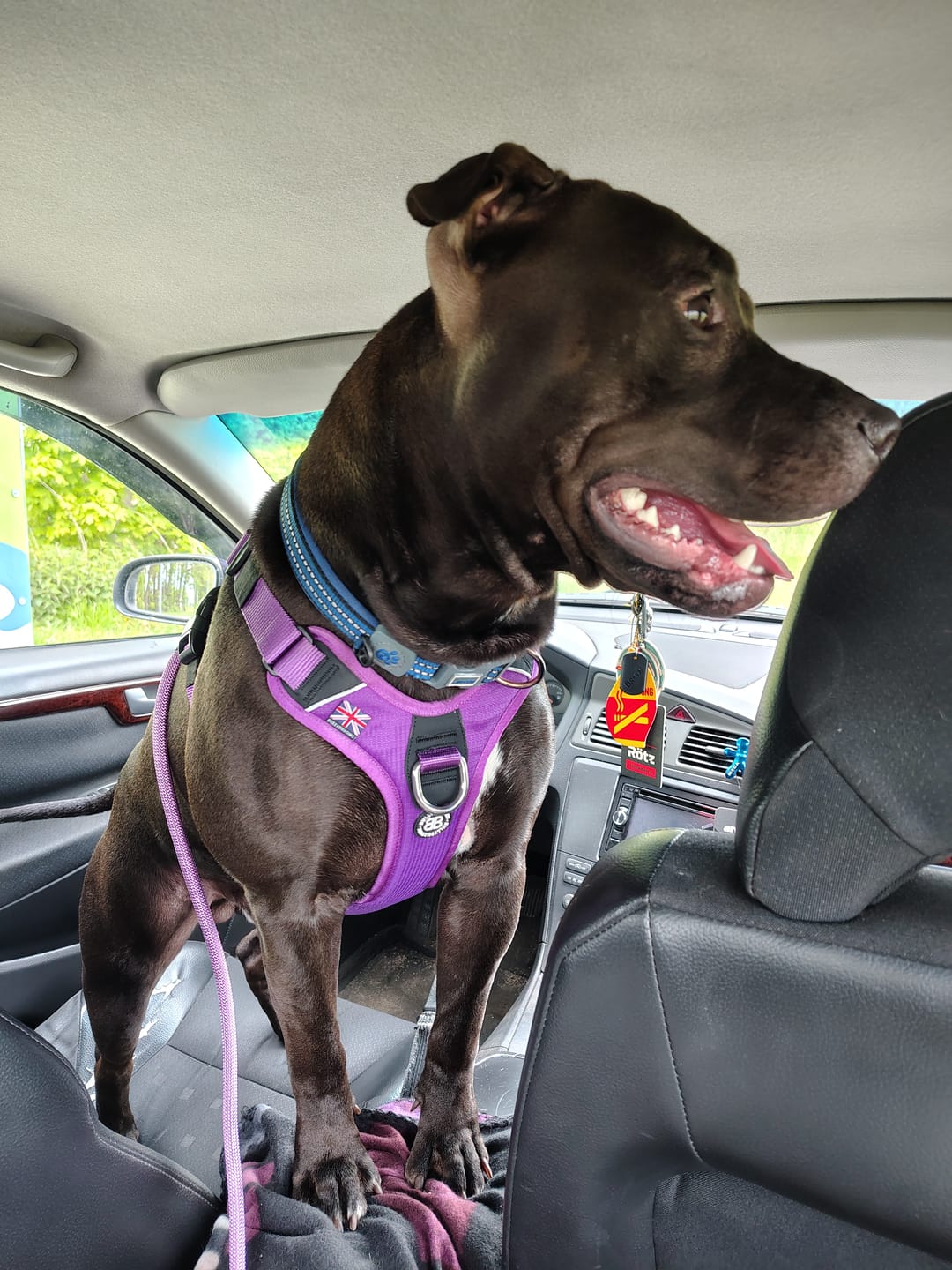 Customer photo review of Anti Pull Harness | With Handle & Lighter | Hurricane Harness - Purple