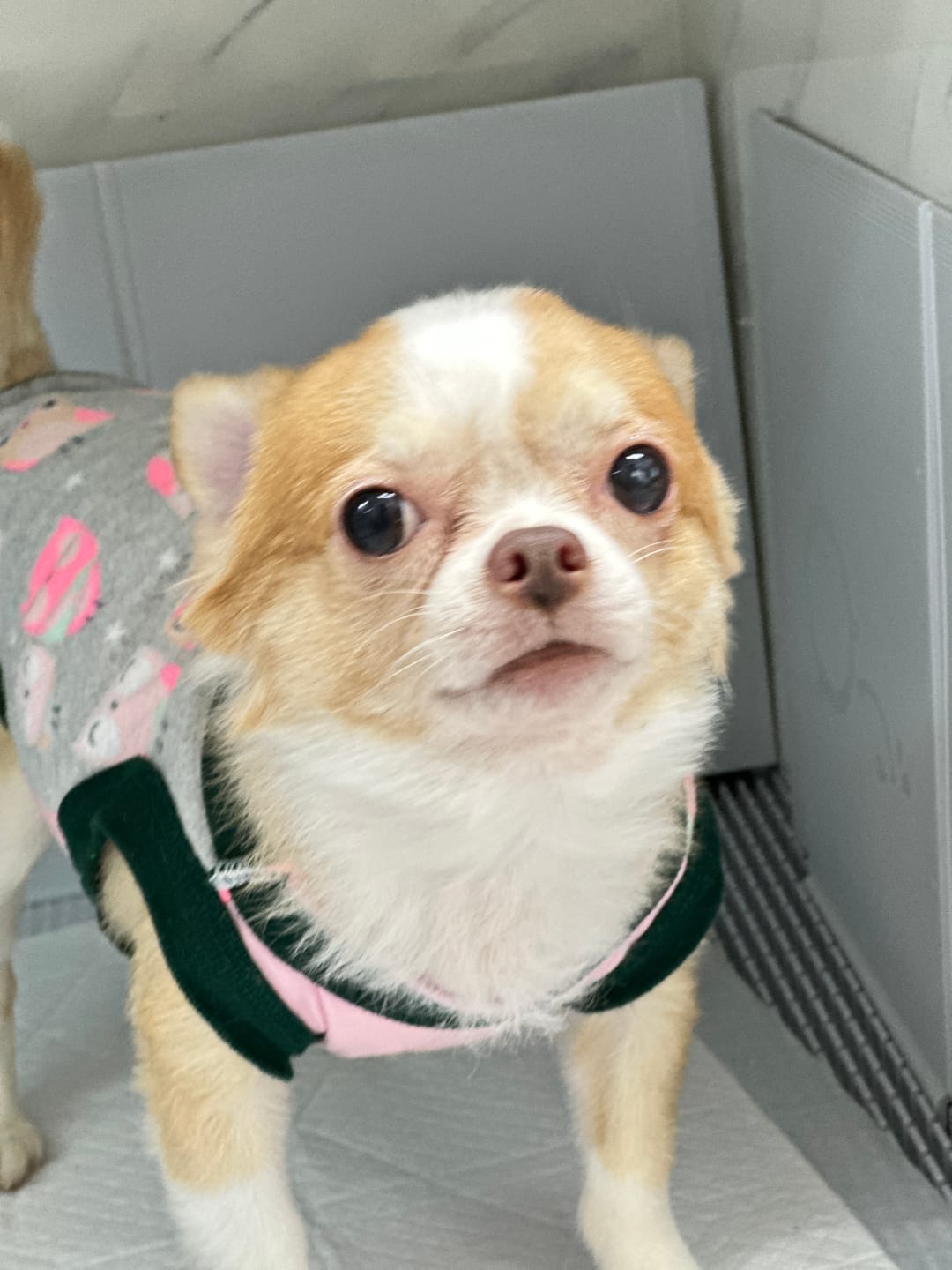 Customer photo review of Extended Protrusion Potty Pad (Size L)