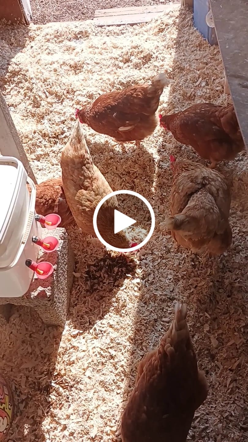 Customer video review of Vetcare Futterkohle - bei Durchfallerkrankungen, als Toxinbinder & zur Verdauungsförderung